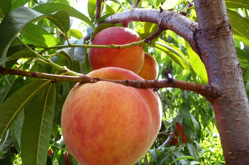 peaches.jpg