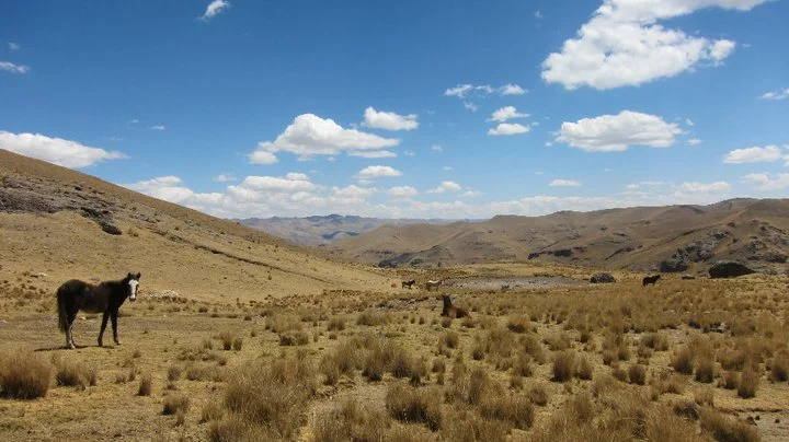 andes horse.jpg
