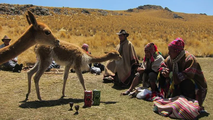 paqos and vicunas.jpg