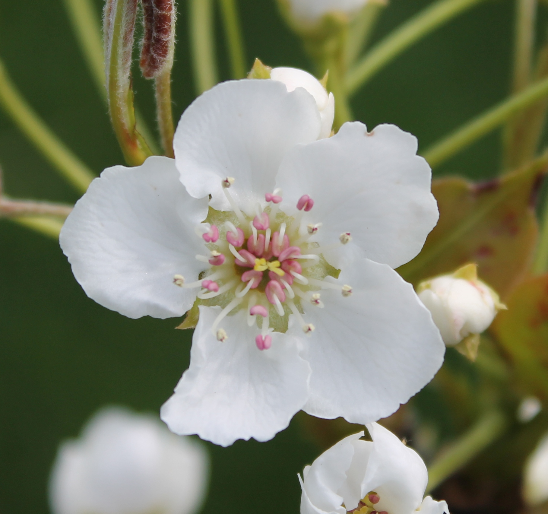 Asian Pear Blossom in Spring