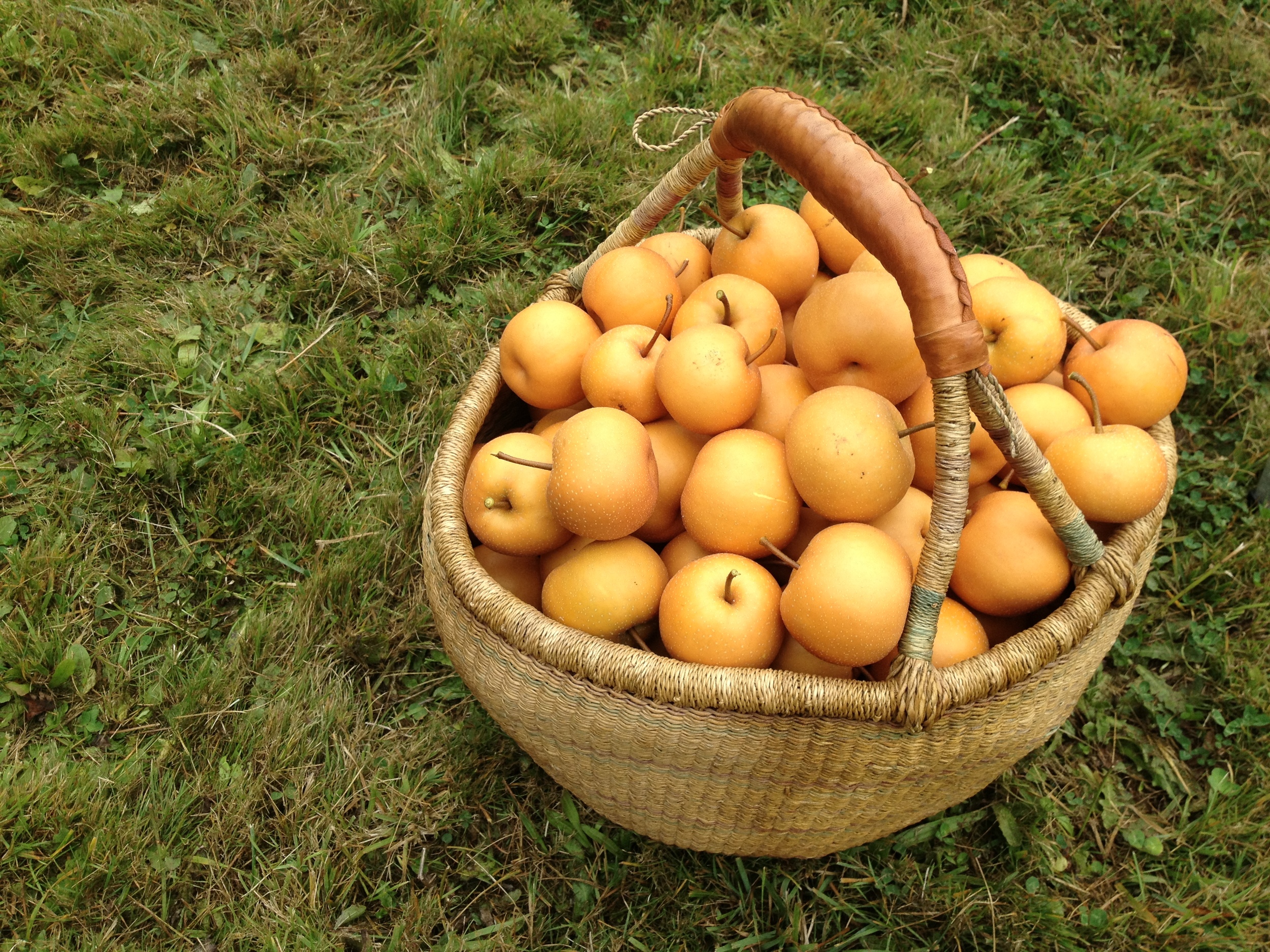 Chojuro Asian Pear Harvest