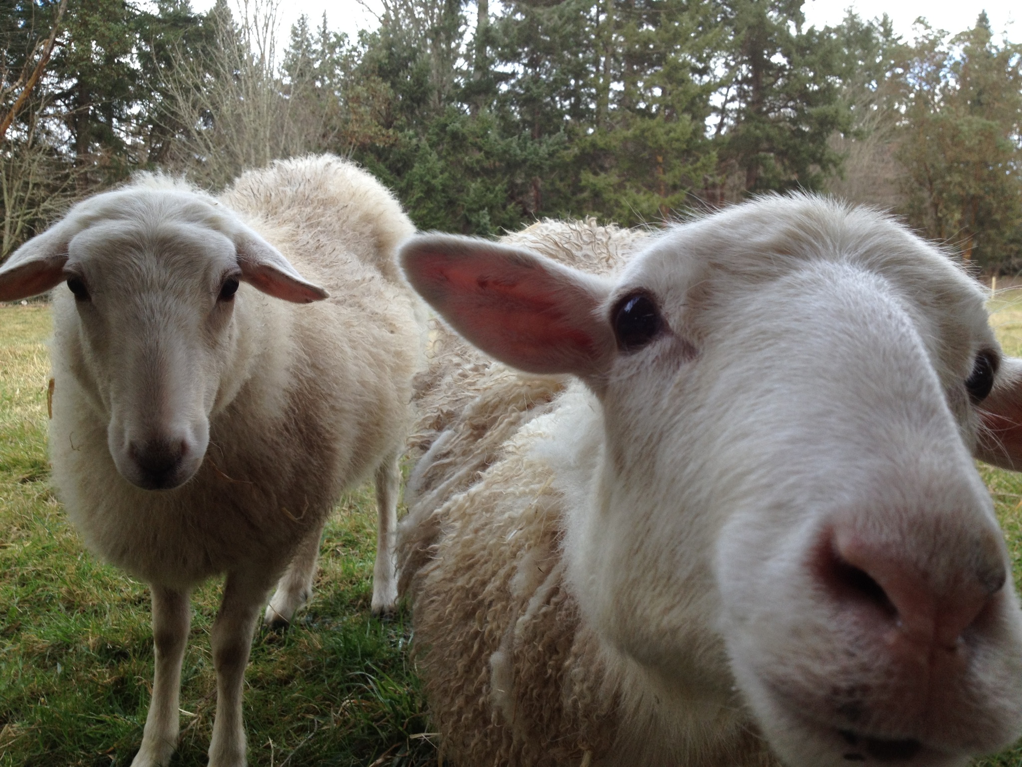 St. Croix Sheep:  Our Girls