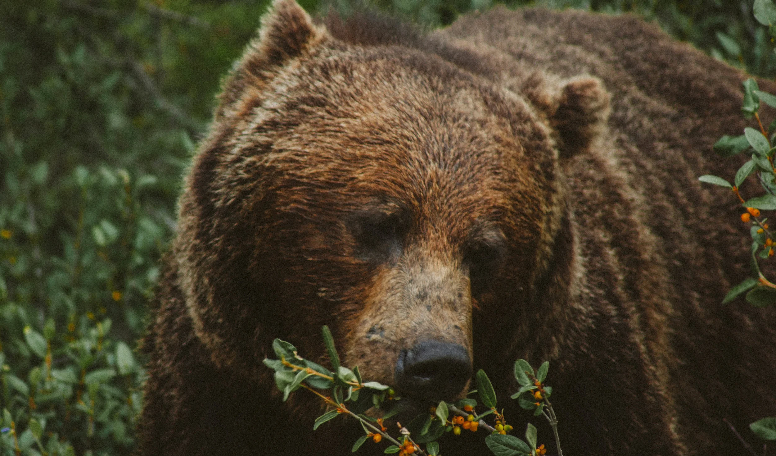 Location: Banff National Park, AB