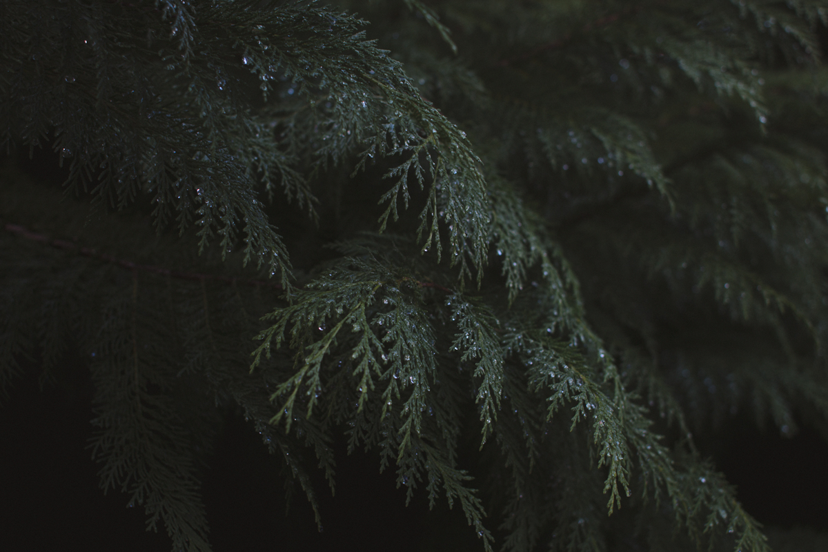 redwoods-09.jpg