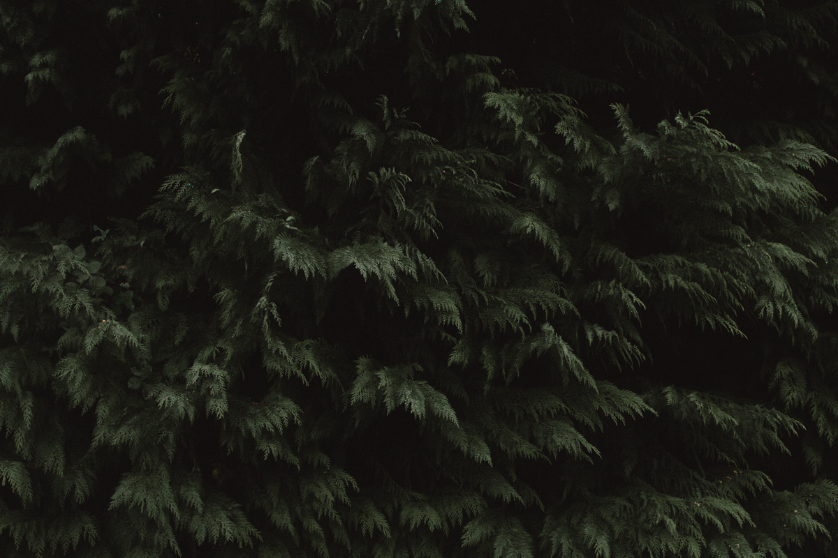 redwoods-08.jpg