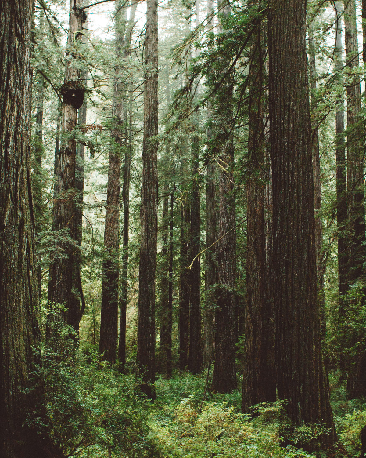 redwoods-01.jpg