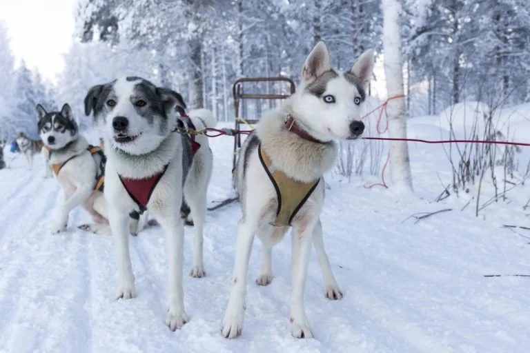 Husky.jpg