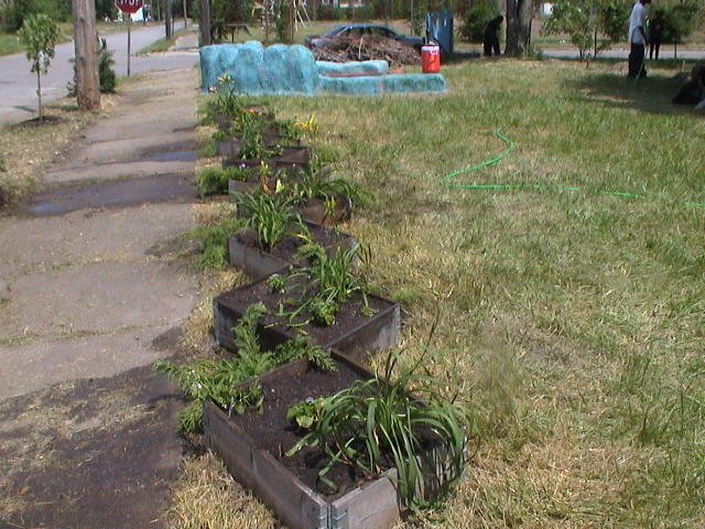 planted raised beds