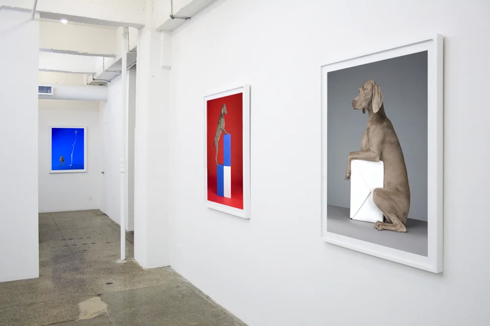 William Wegman: Cubism and other -isms