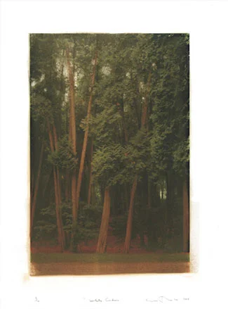 White-Cedars.jpg