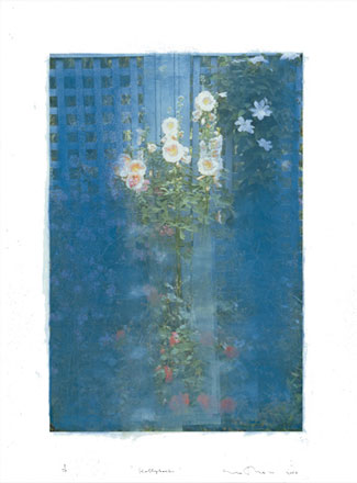 Hollyhocks 2008 digital pigment print 46 x 34 inches
