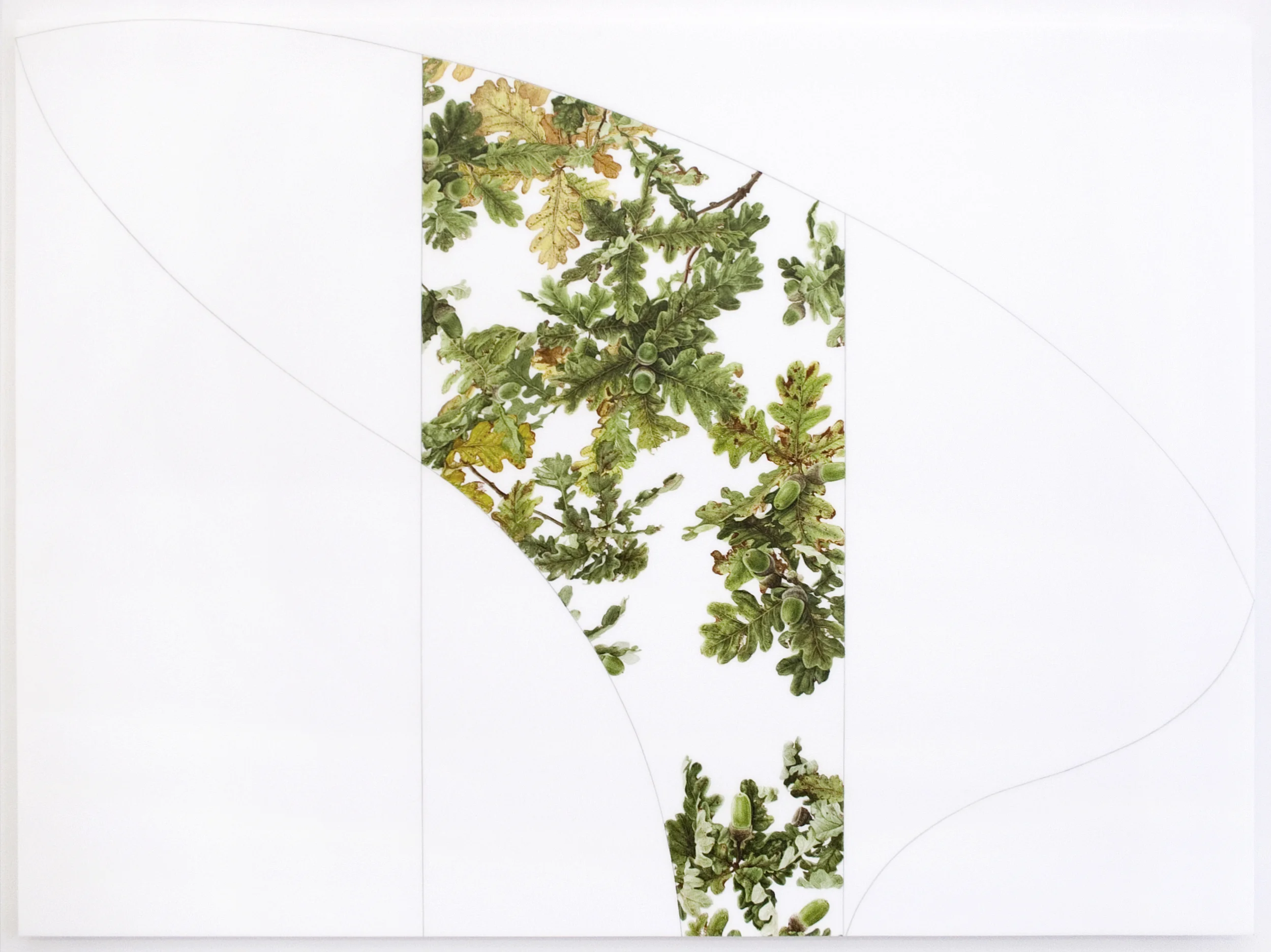 Archives of Eden 4 (Quercis) 2014 oil and graphite on Duralar mounted on Lexan 30 x 40 inches