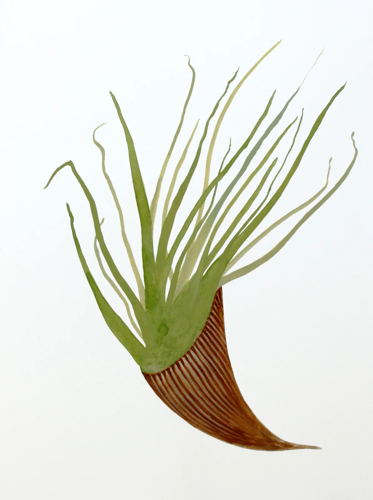 Plantitas (New World Observations), 3