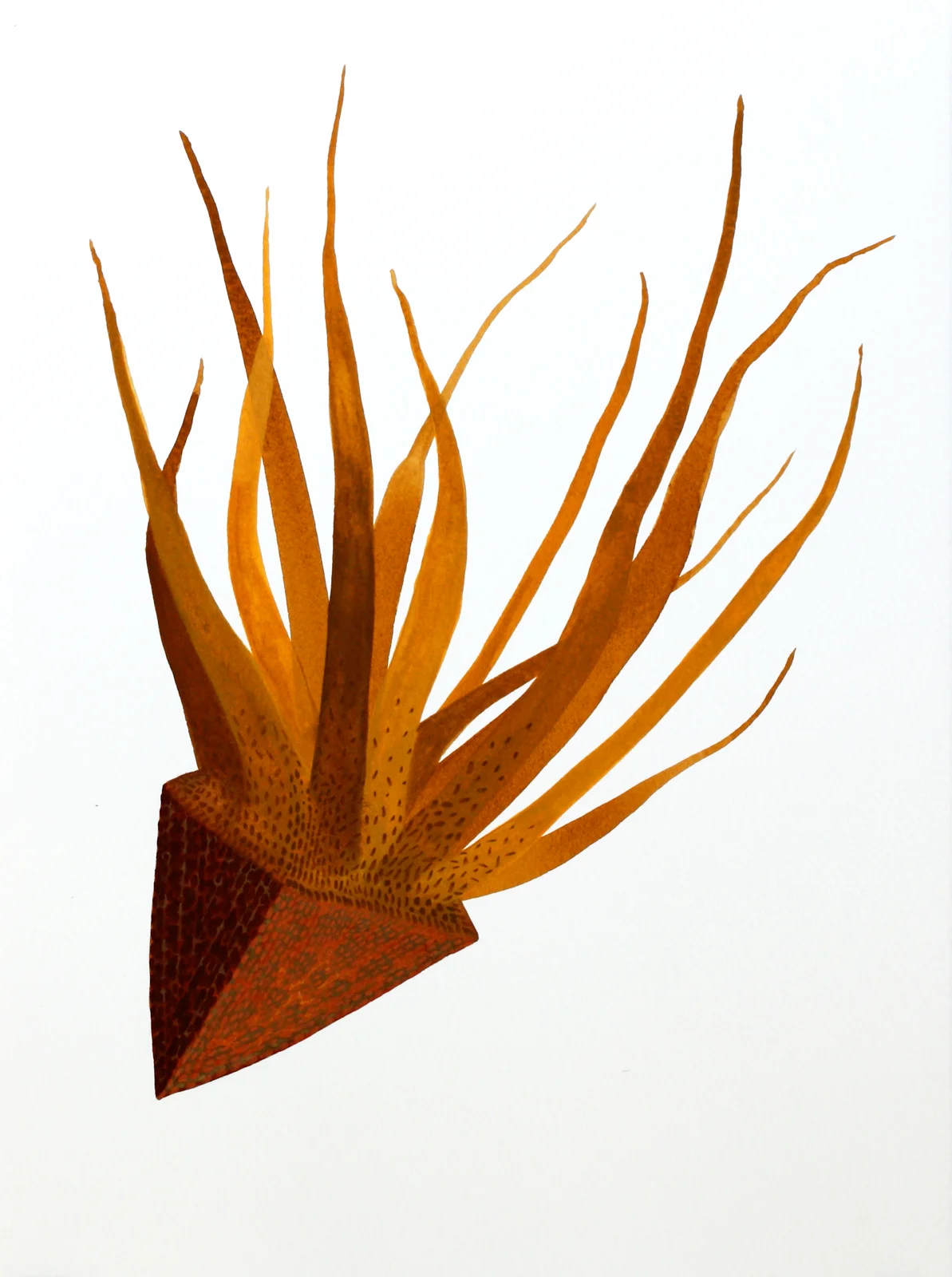 Plantitas (New World Observations), 10