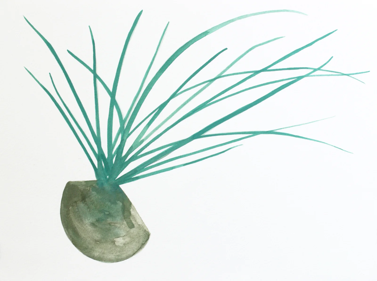 Plantitas (New World Observations), 1