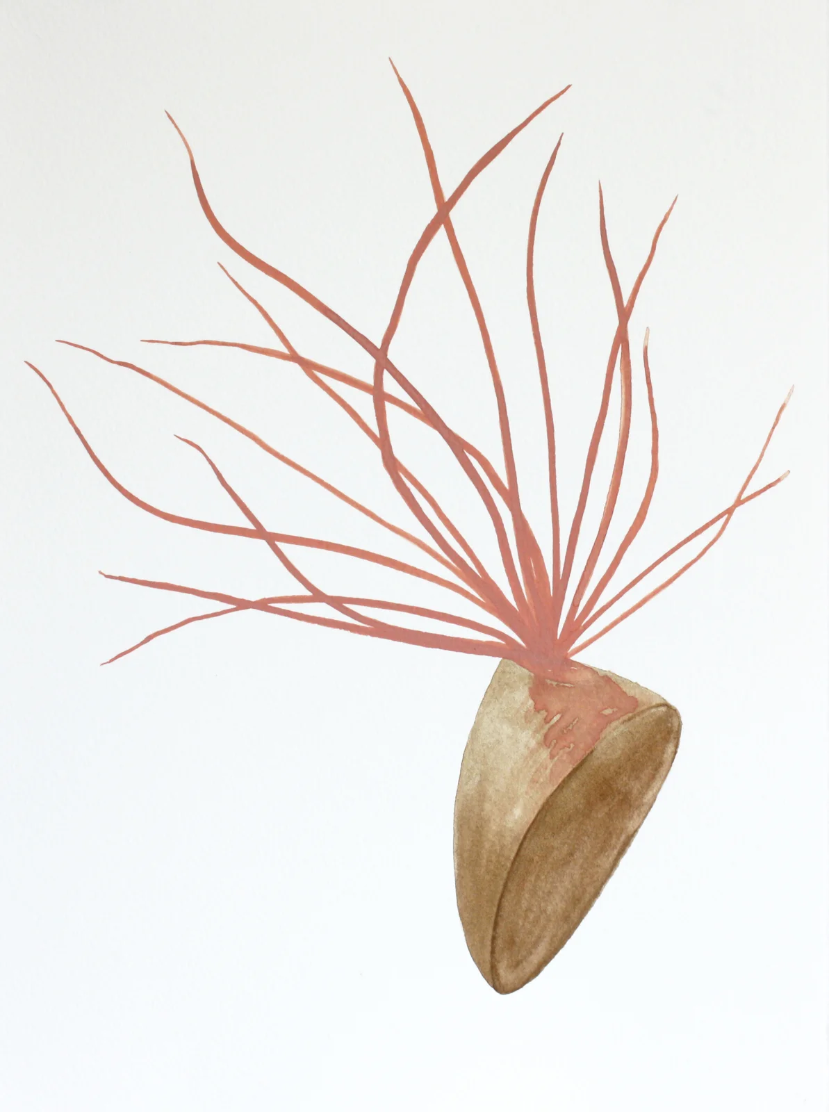 Plantitas (New World Observations), 12
