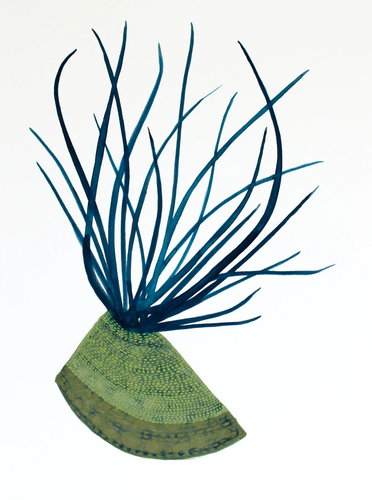 Plantitas (New World Observations), 7