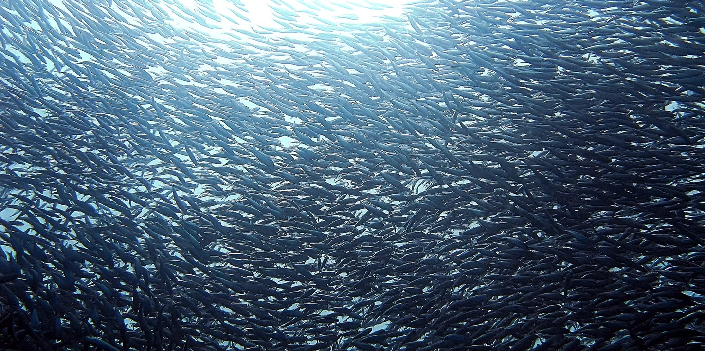 Anti-Aeromonas salmonicida, (clone 1D8/C1)