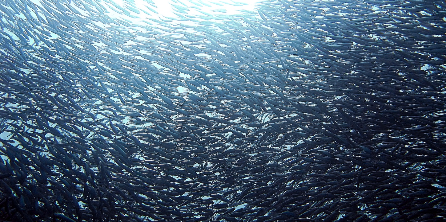 Anti-IgM of Coho salmon (Oncorhynchus kisutch), (clone 3H7/E1)