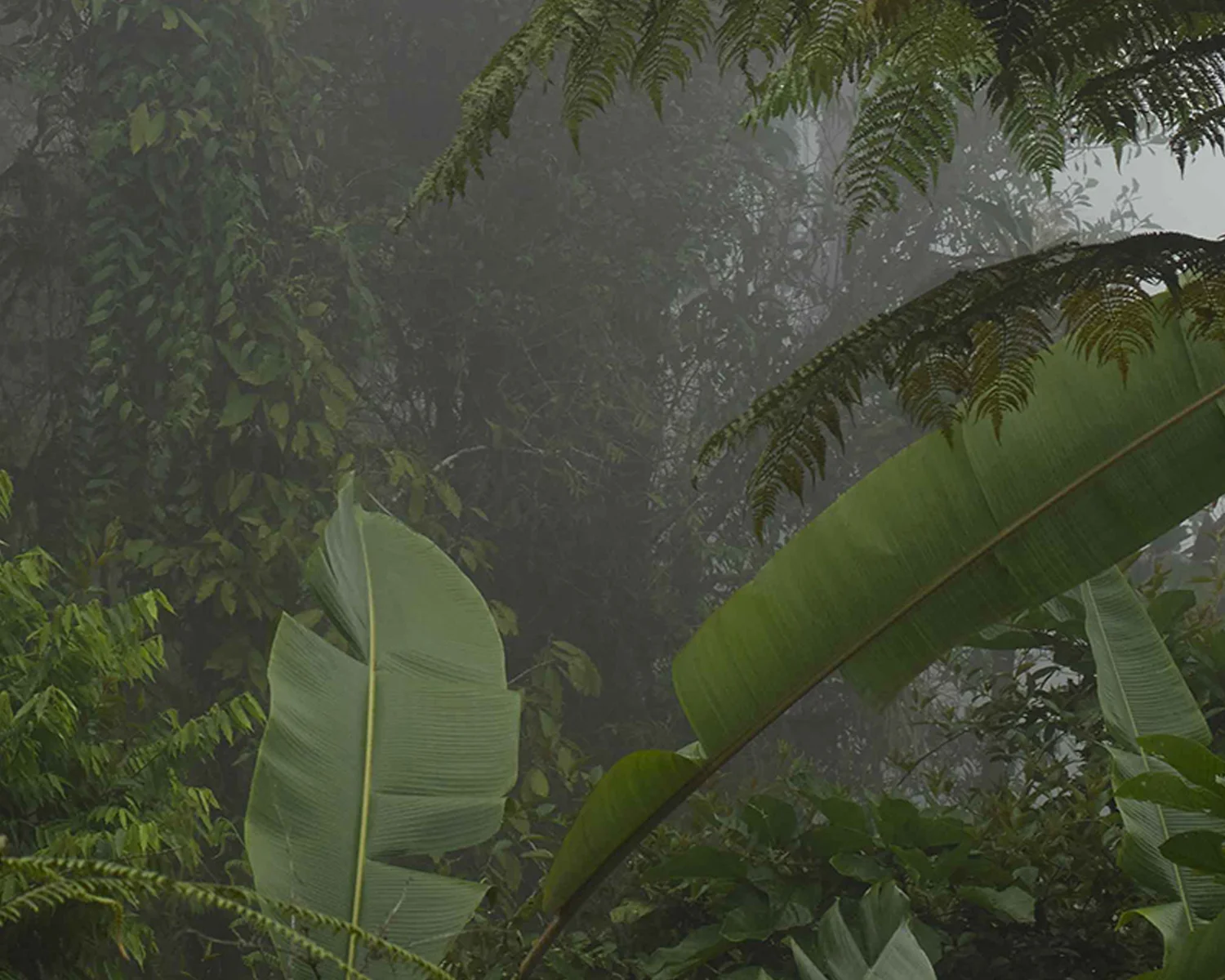 JUNGLE copy.jpg