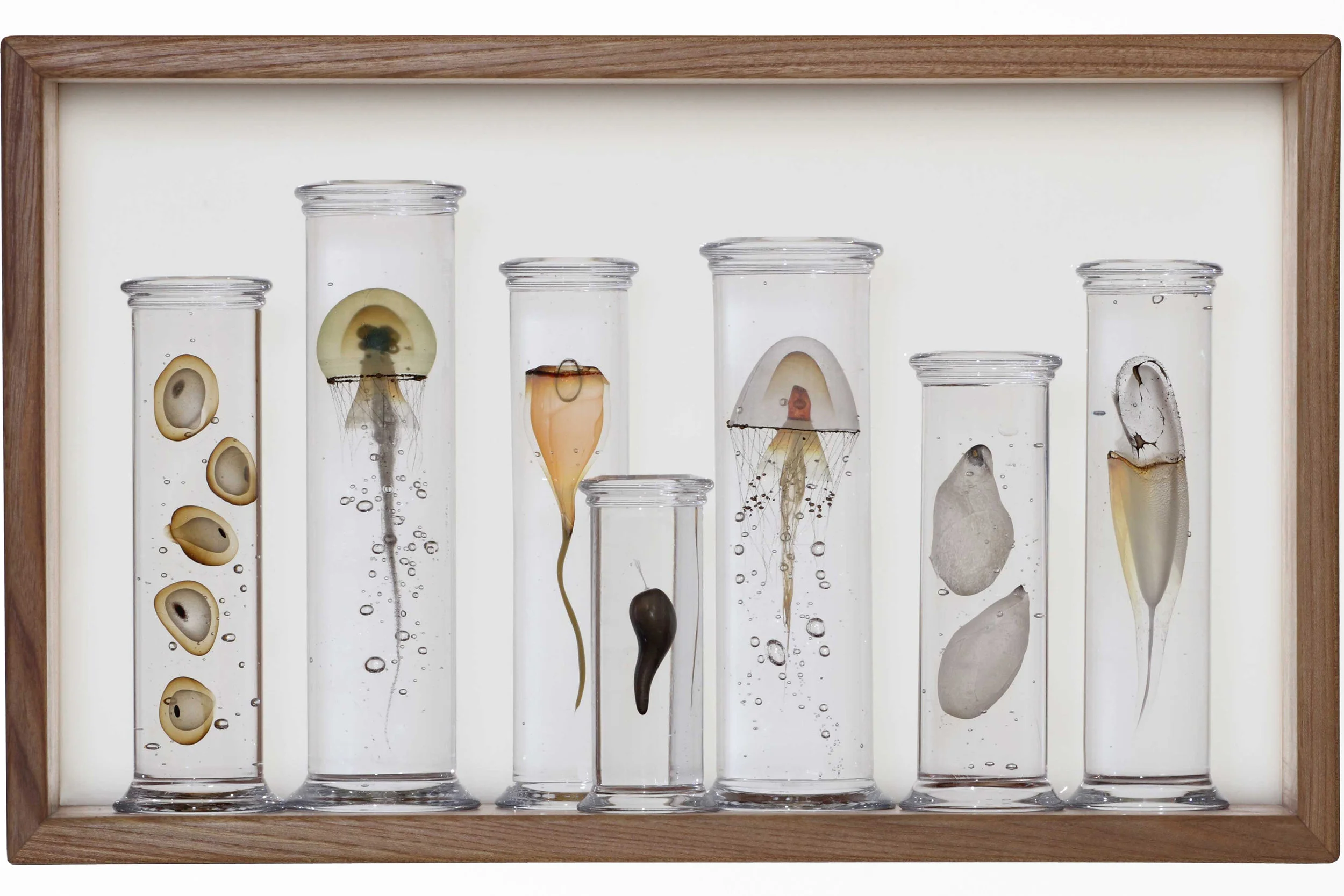 Steffen Dam-MARINE SPECIMEN COLLECTION-369-0229 copy.jpg
