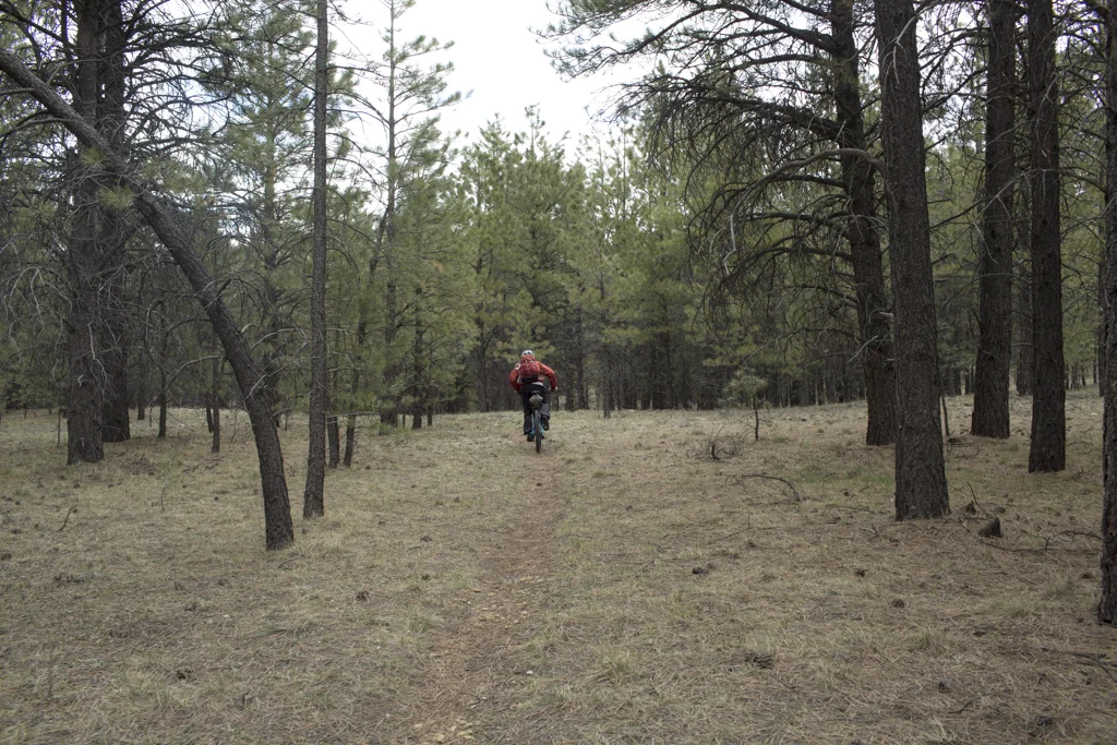 into the trees…faint trail