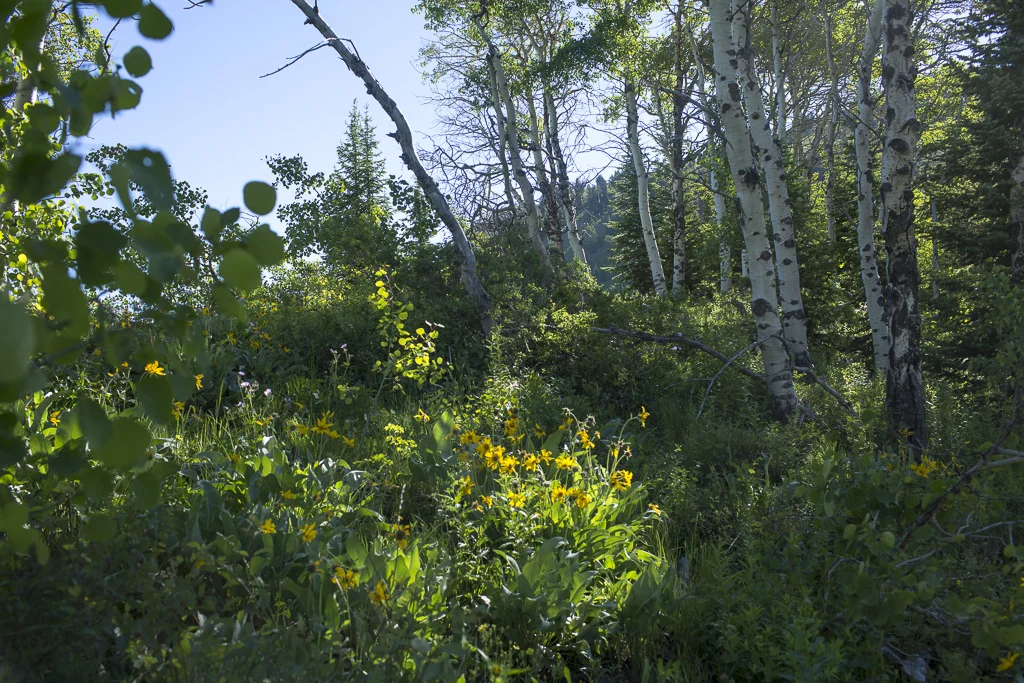 dsharp_grandtarghee-4189.jpg