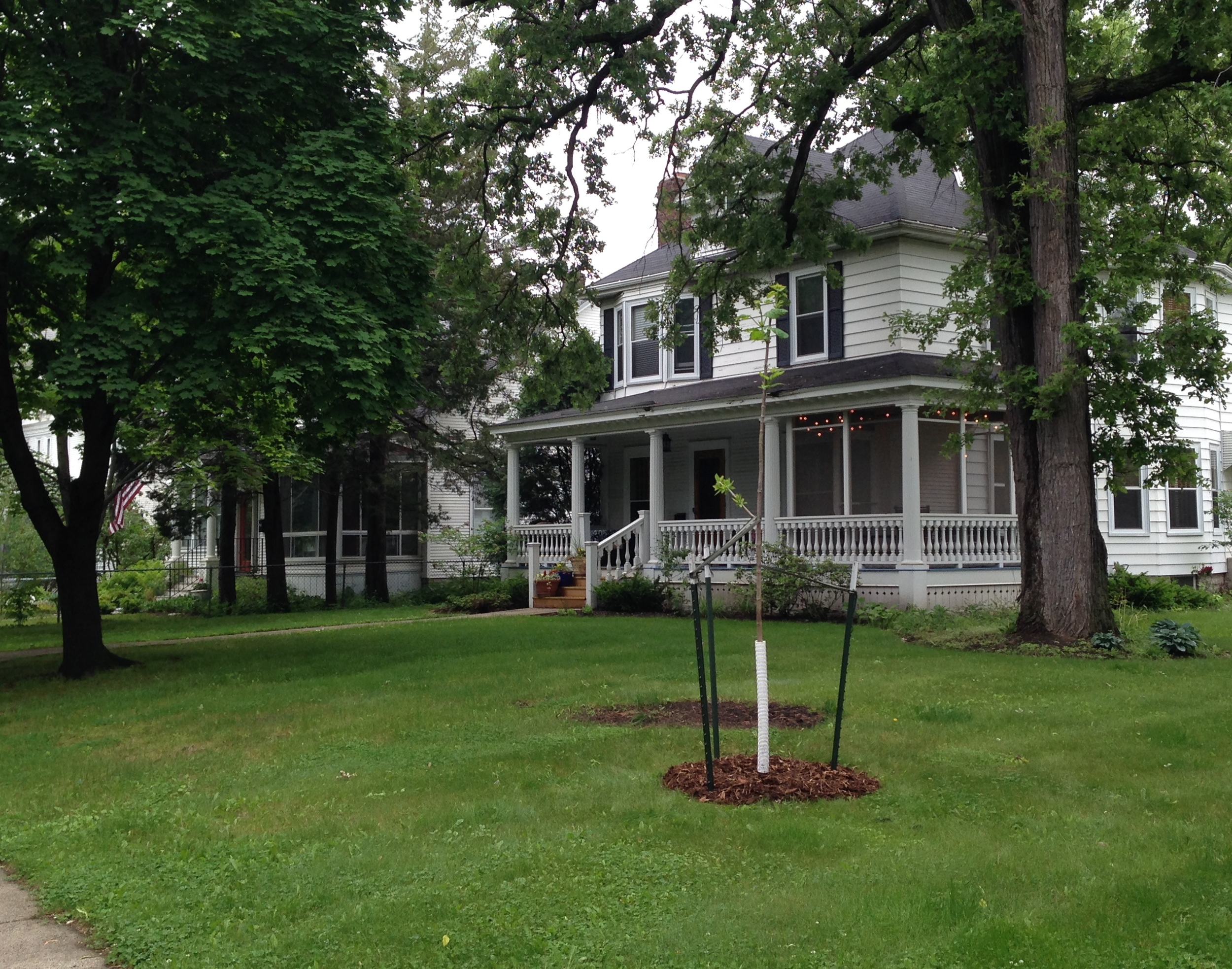 Our newest tree, a Northern catalpa on the corner of W. 40th and Sheridan Ave. S. in Minneapolis.