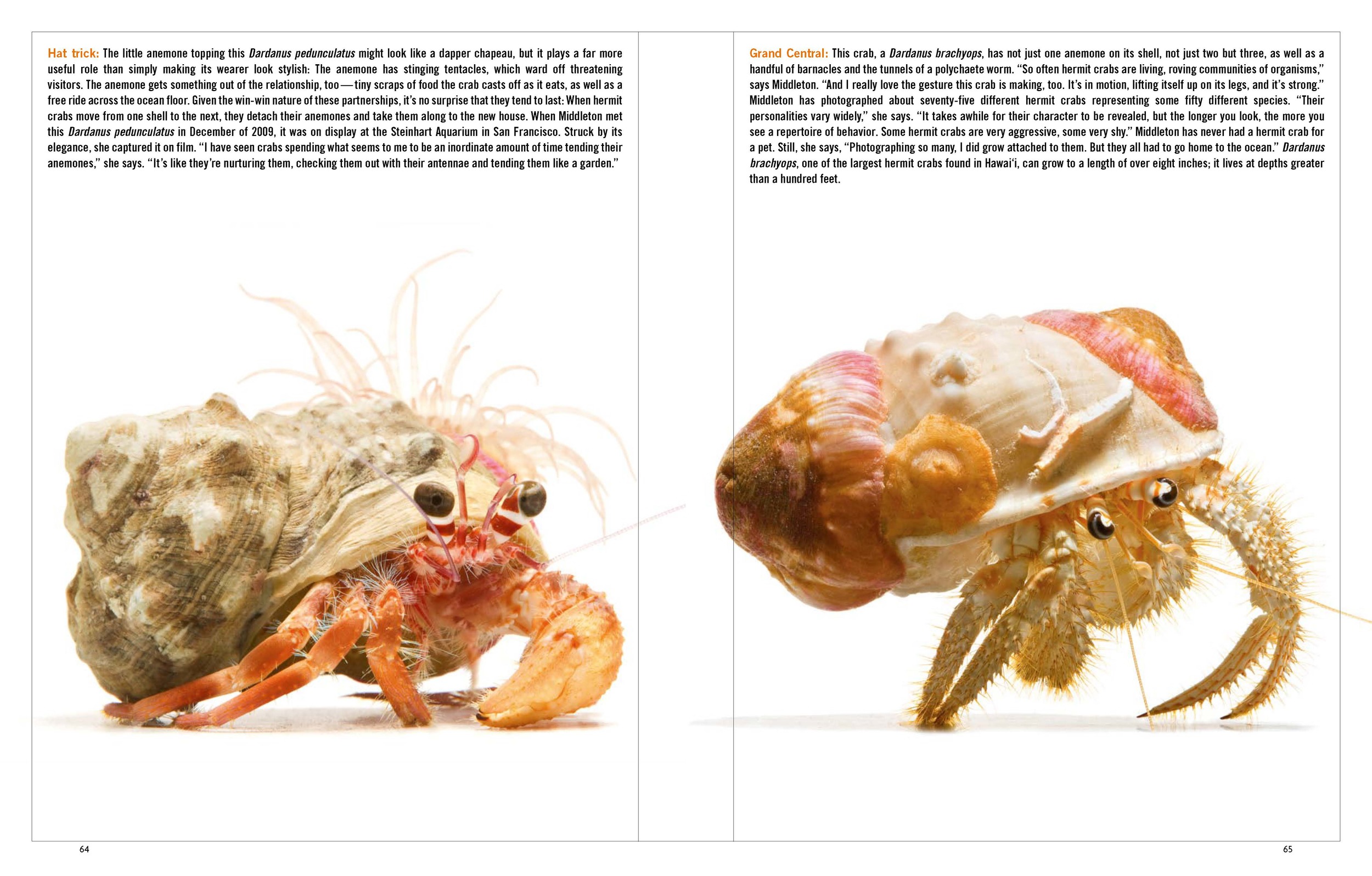 Hermit Crab 1_Page_3.jpg