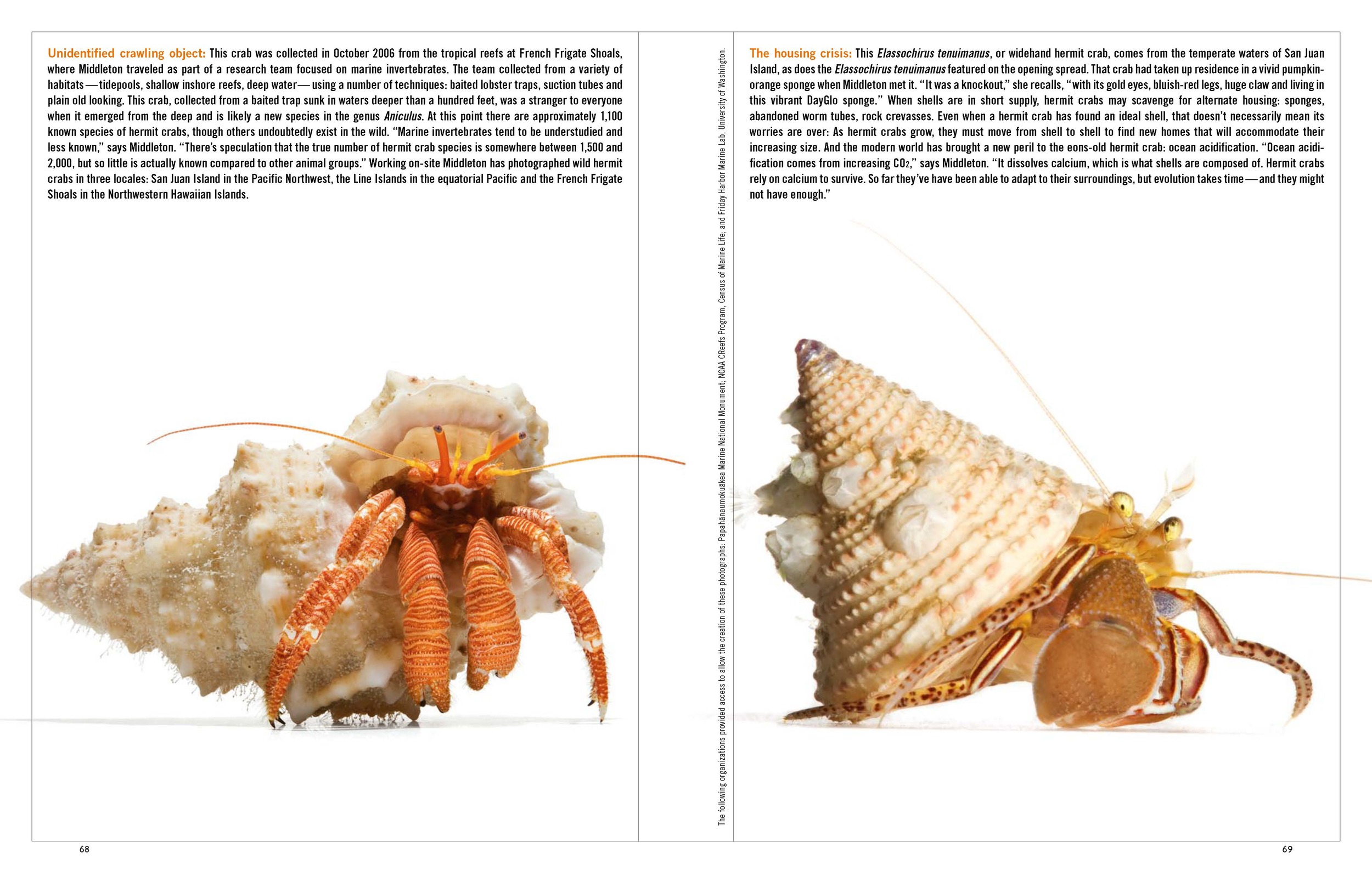 Hermit Crab 1_Page_5.jpg