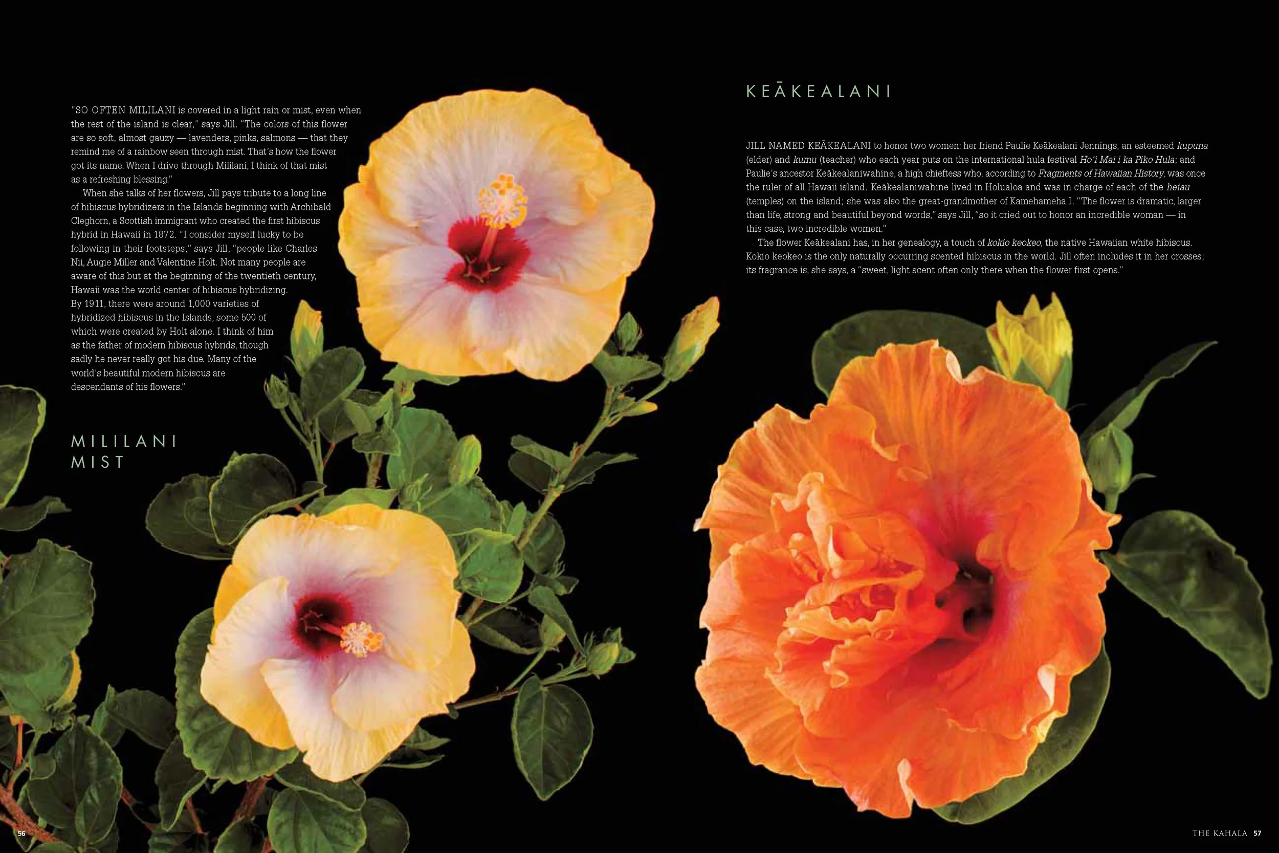 LifeInBloom website_Page_4.jpg
