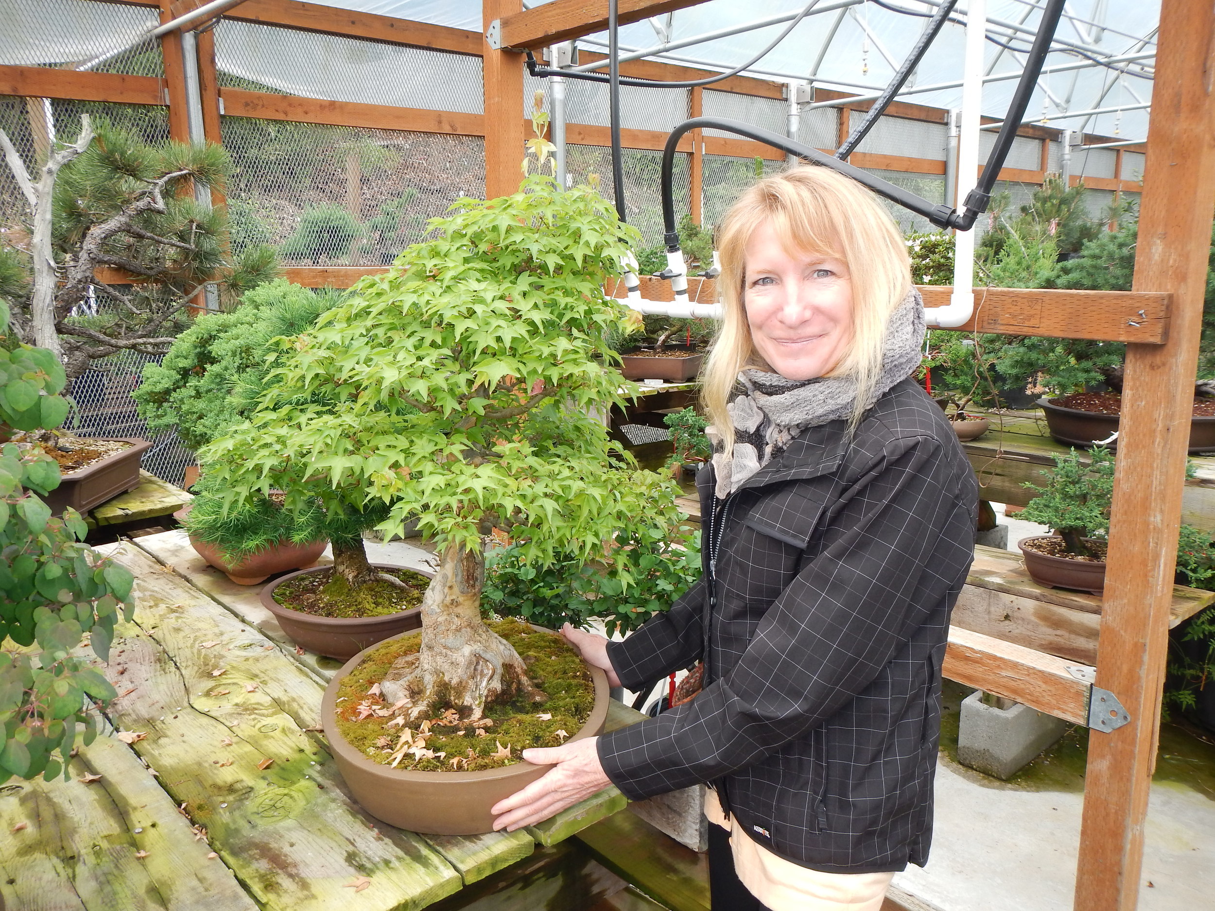 Bonsai Appreciation in Seattle, Washington