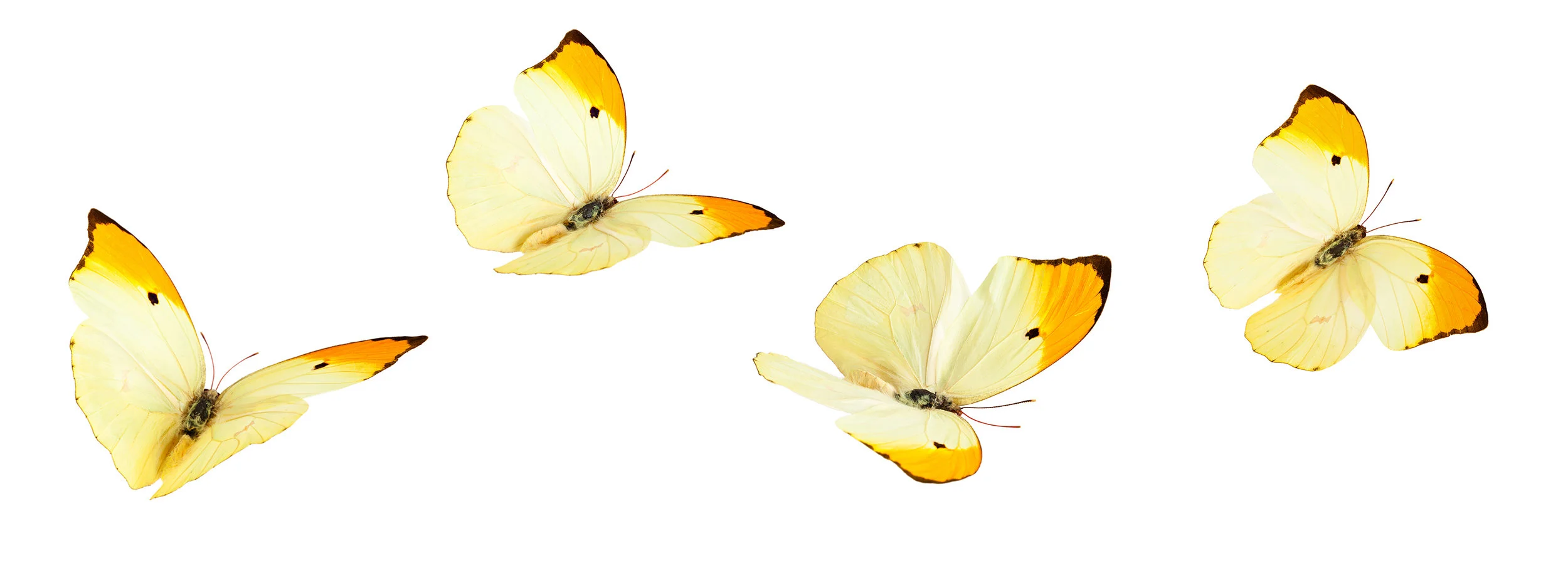 butterflies copy.jpg