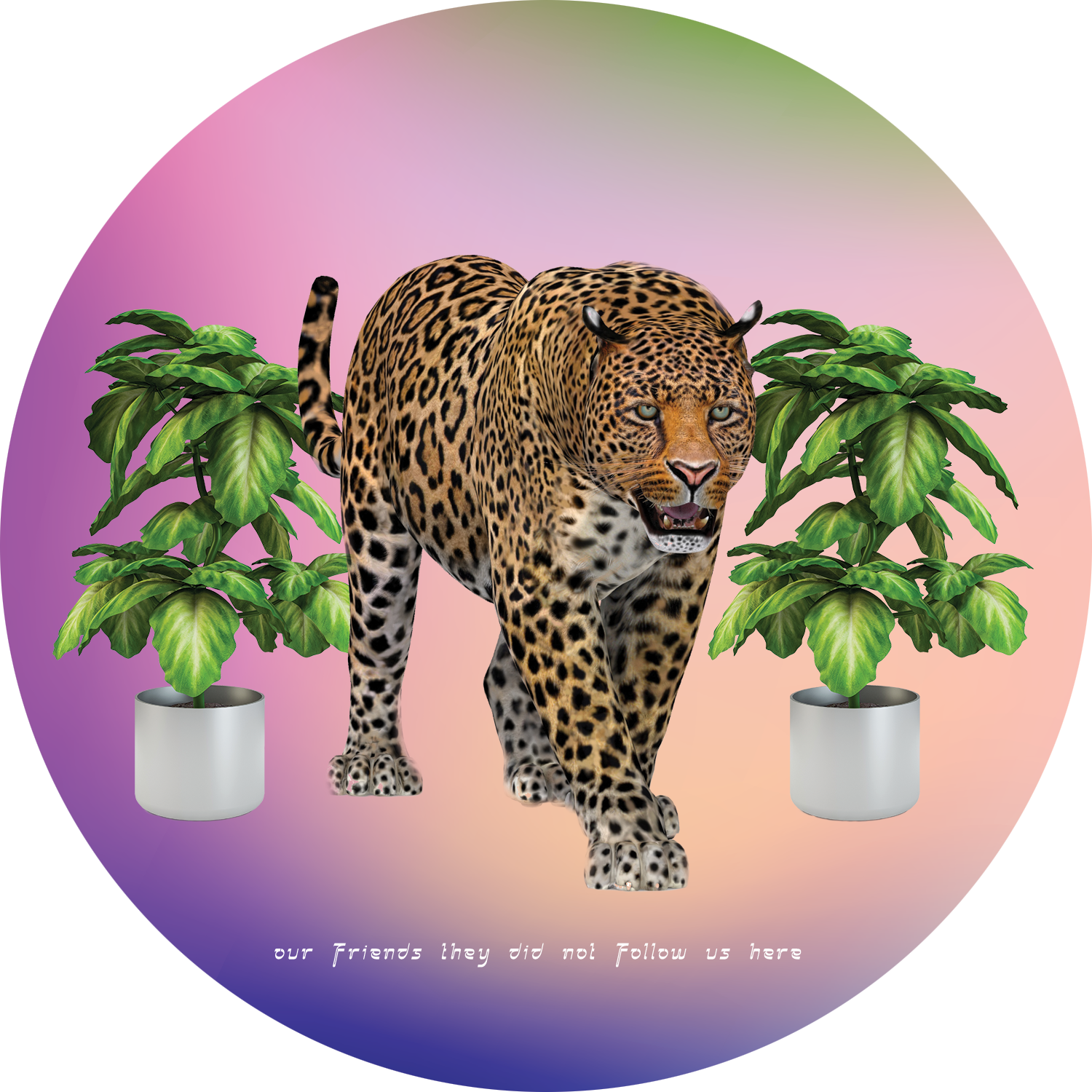 TIGER.png