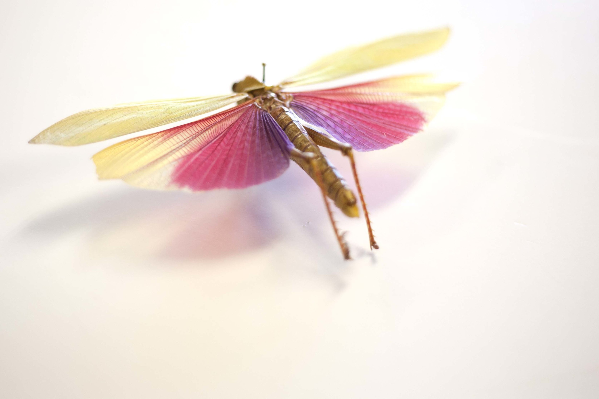 entomology1.jpg