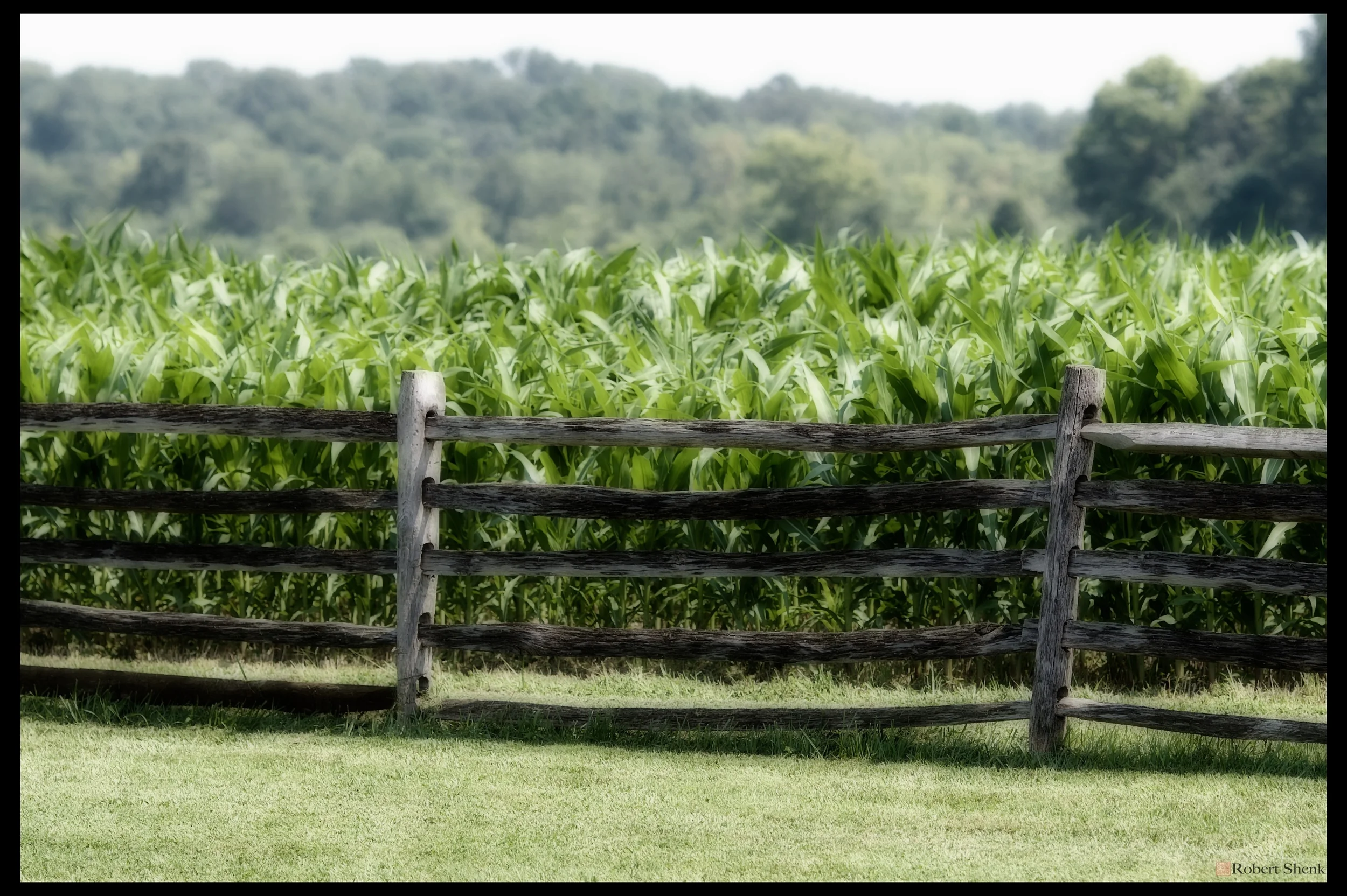 The Rich Growth of Summer