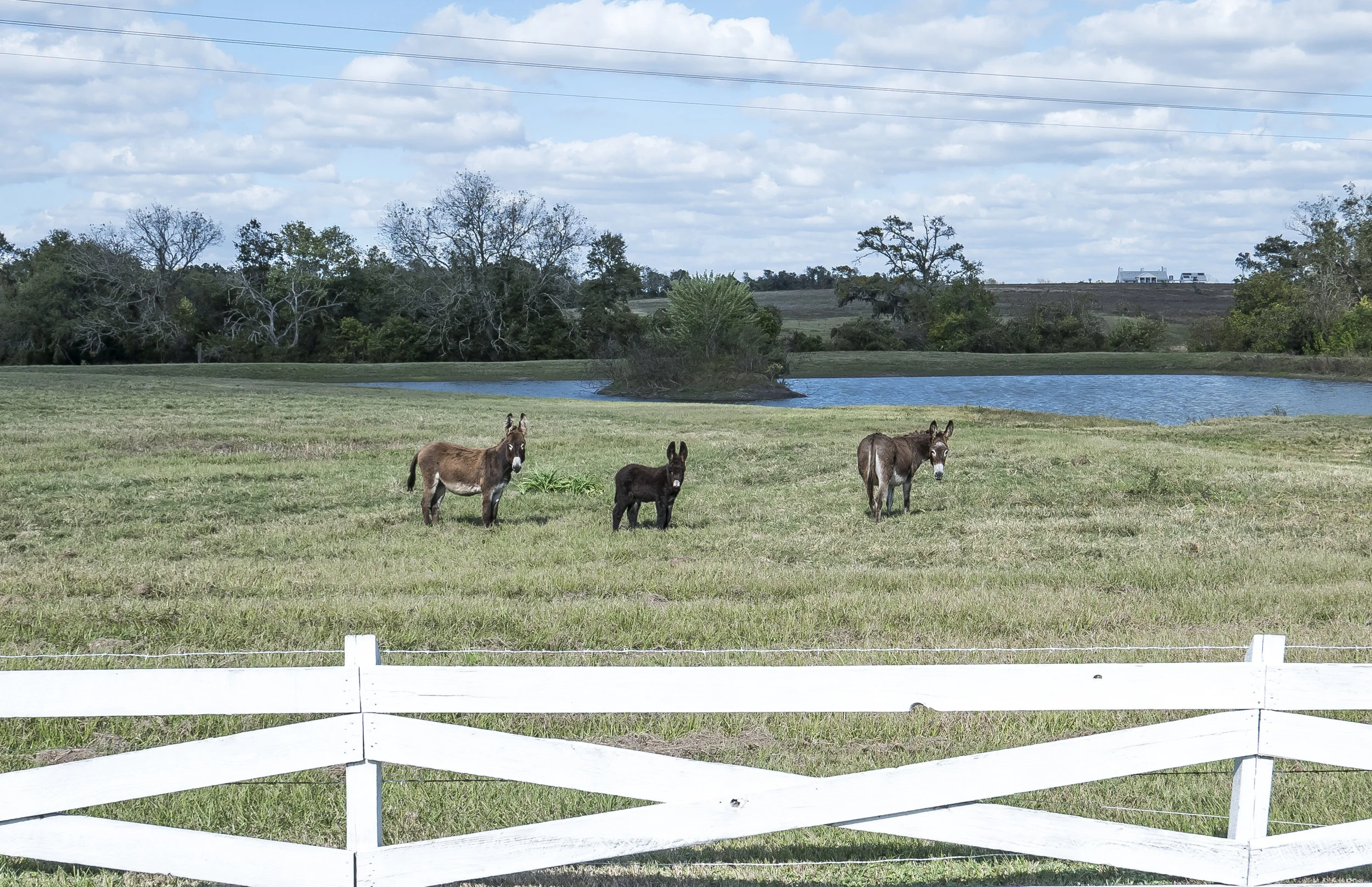 JWP_Texas-1050177.jpg