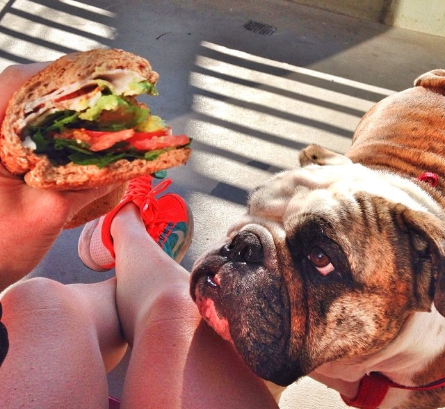 Just another veggie delight after a hard run. Bulldog approved. 