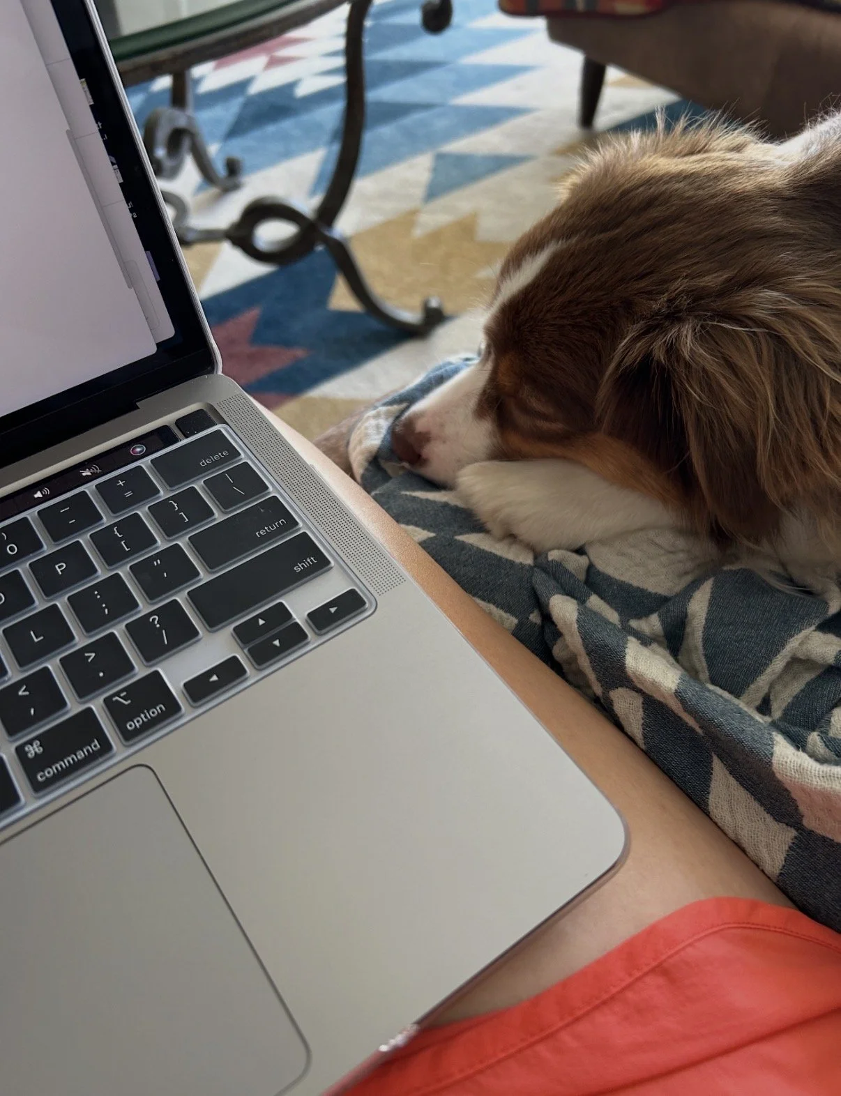 Close up of a laptop and dog