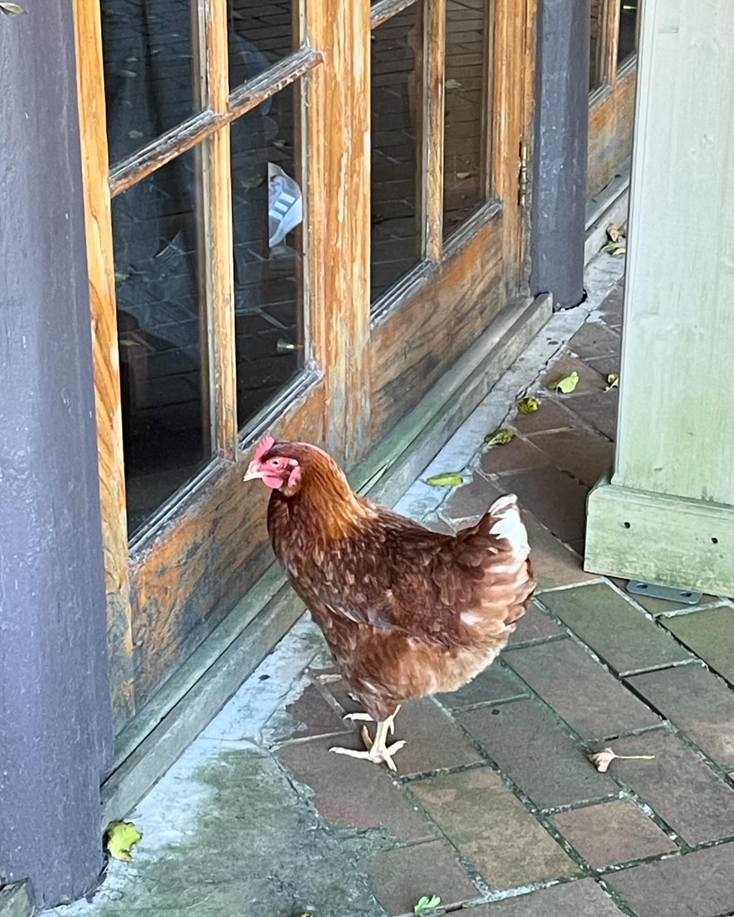 Why did the chicken cross the road?

&hellip;to come to Kelly&rsquo;s 🐔 

In all seriousness, if anyone is missing a chicken this one has been hanging around with us all day