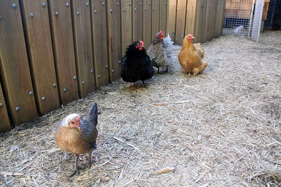 organic chicken and fruit tree run