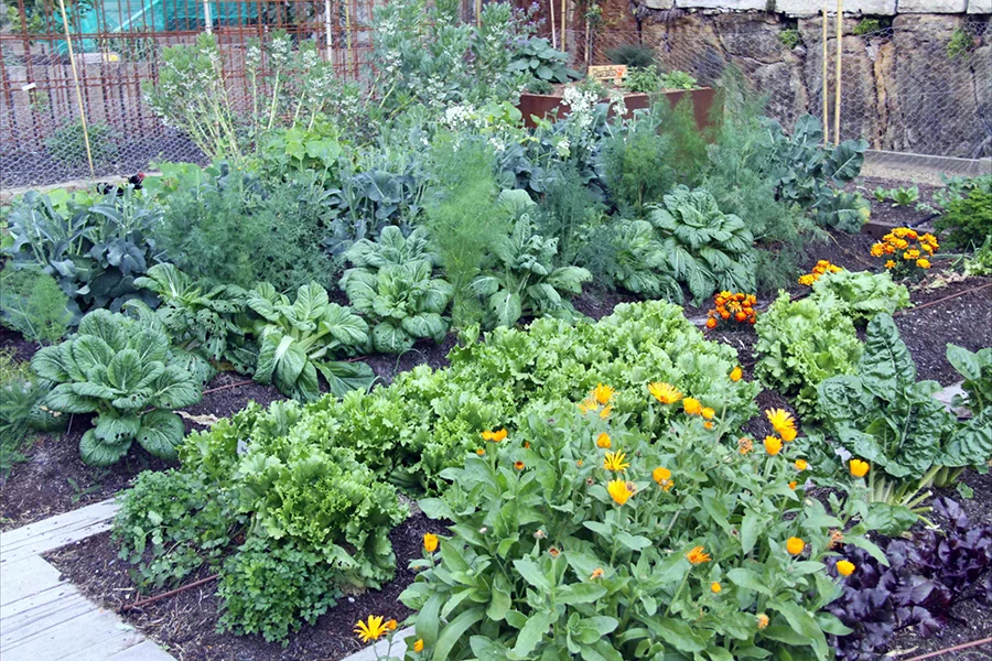 organic vegetable garden.jpg