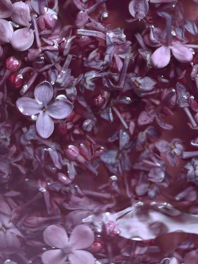 lilac.gif
