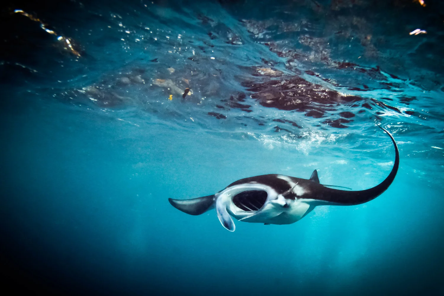 A reef manta ray feeding with mouth wide open