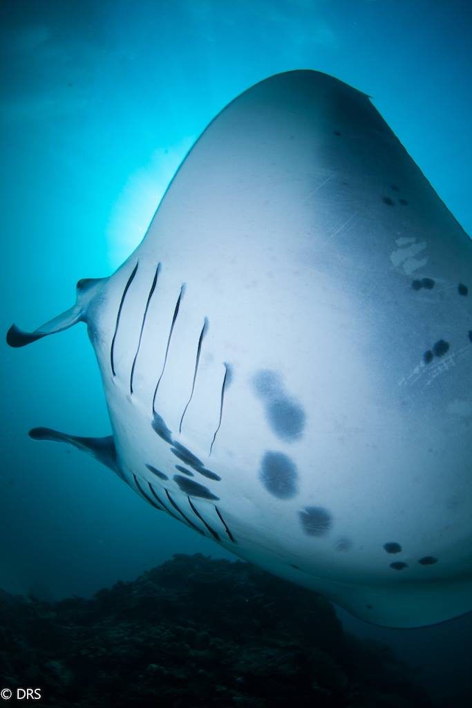 Bali Manta Ray.jpg