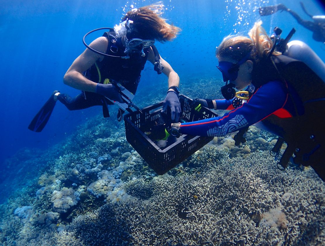 Blue+Corner+Reef+Restoration+Andrew+Fi.jpeg