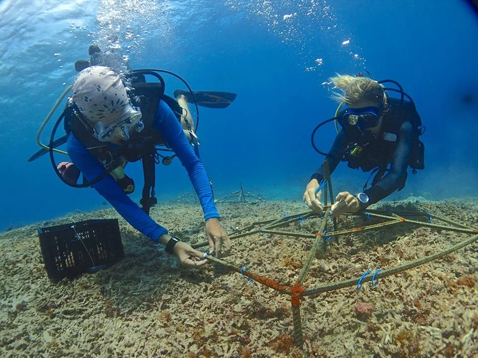coral+reef+transplantation.jpeg