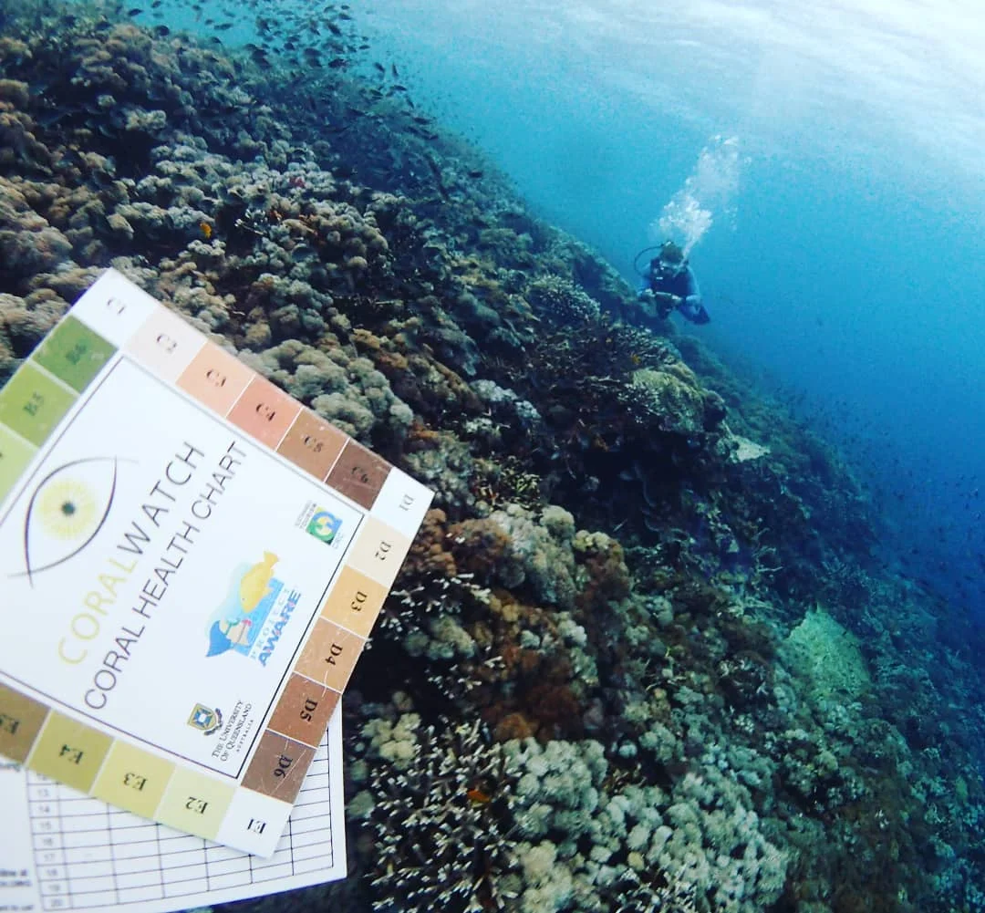 coral watch.jpg