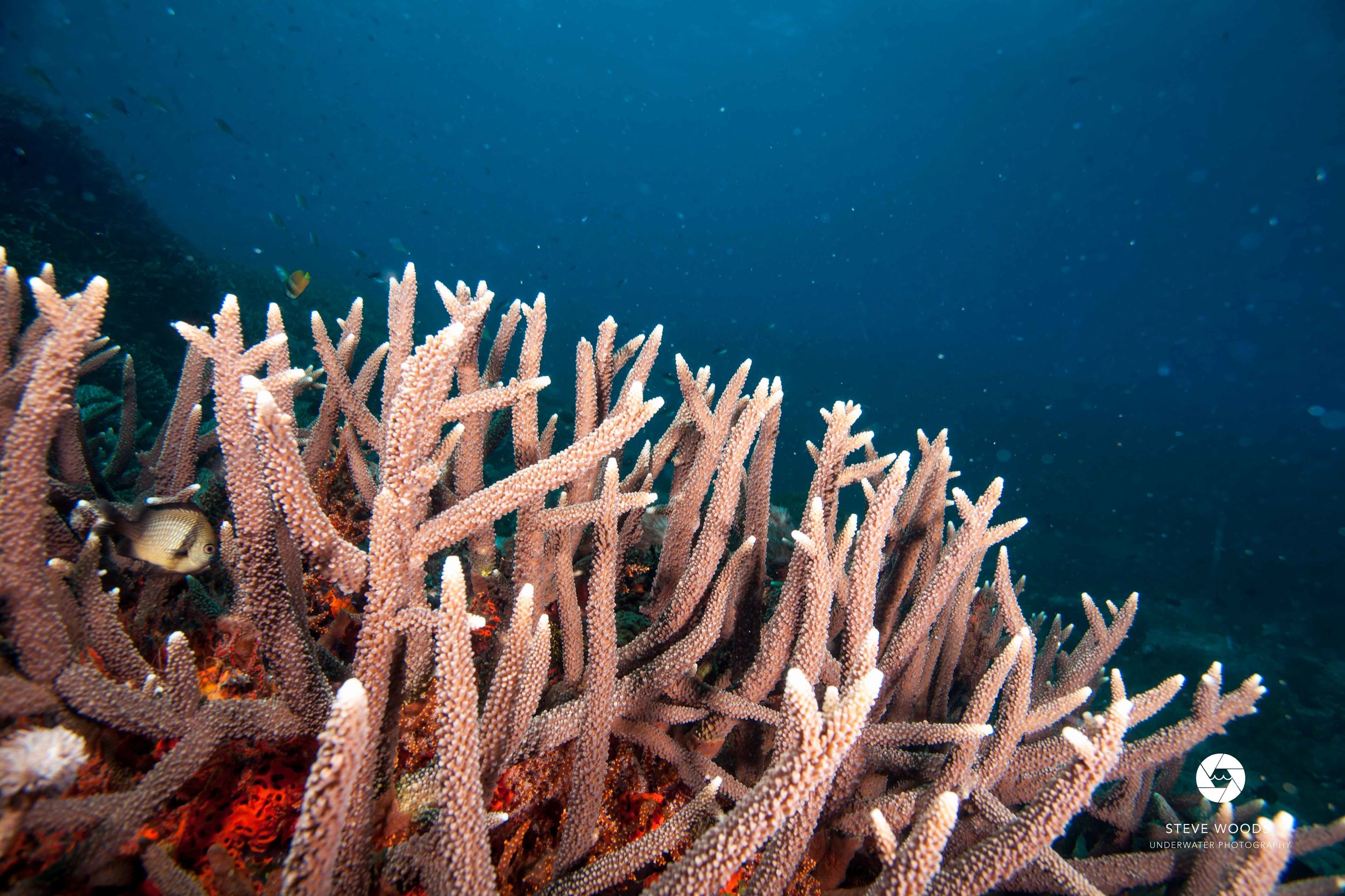 Types Of Branching Coral