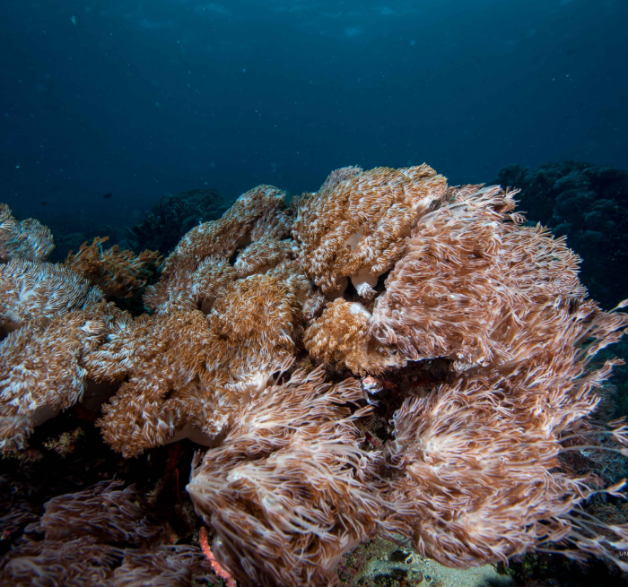 Xenia Soft Coral